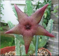 Stapelia macowanii L
